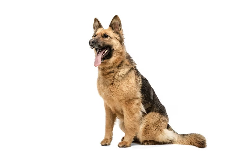 German Shepherd