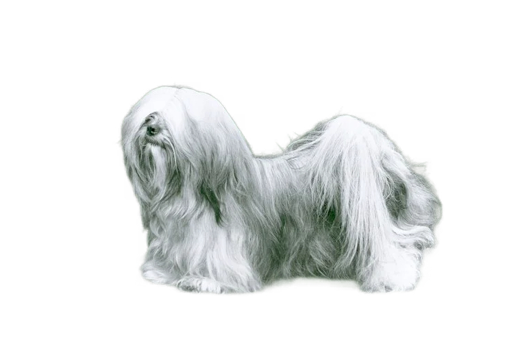 Lhasa Apso