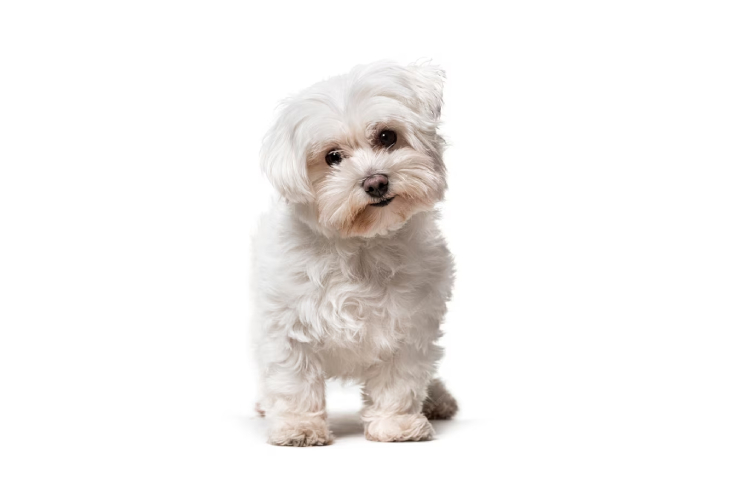 Maltese