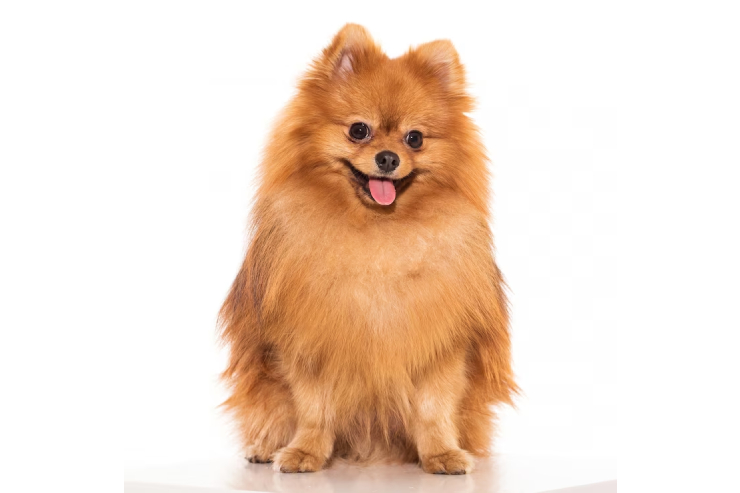 Miniature Pomeranian