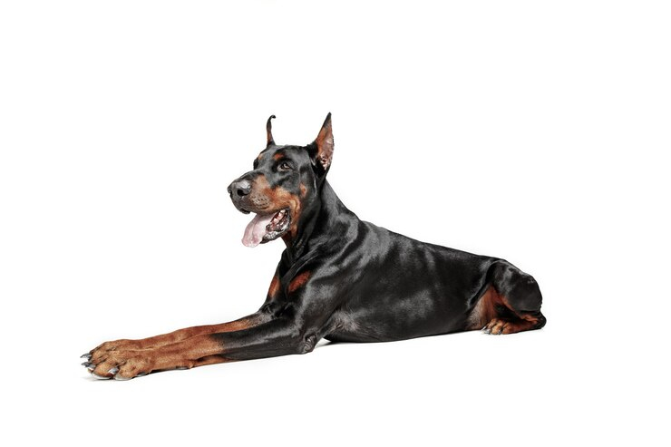 doberman