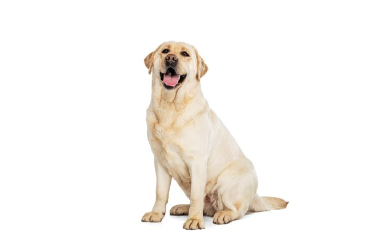 labrador retriever