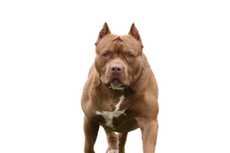 pitbull