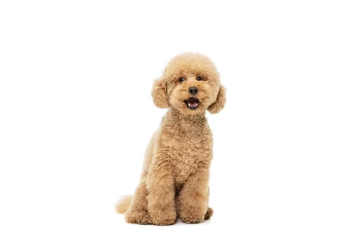 Poodle